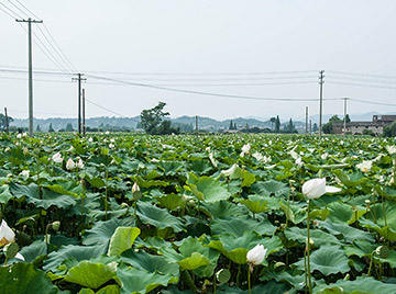 蓮藕基地