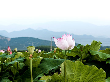 蓮藕基地